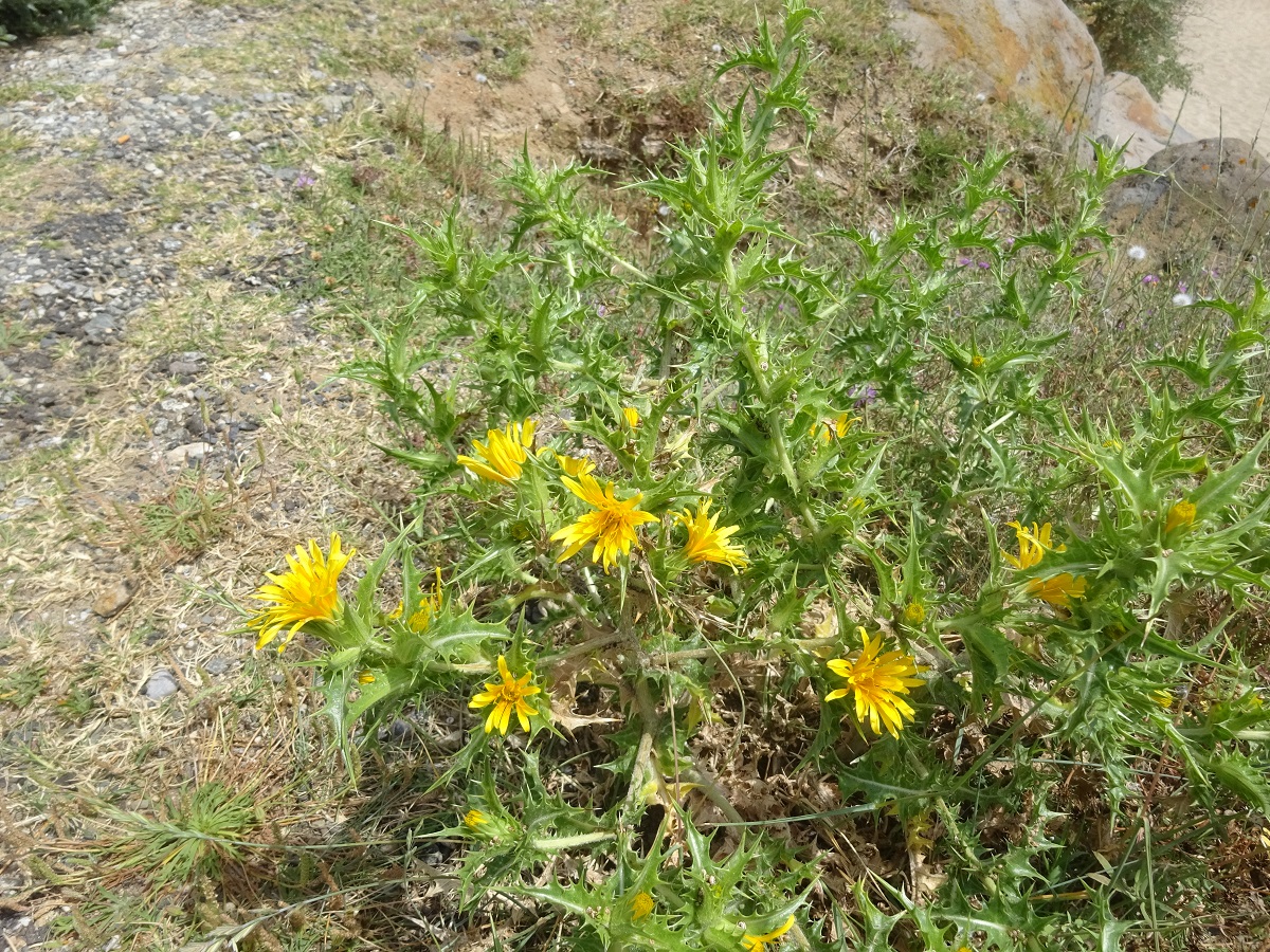 Scolymus hispanicus (Asteraceae)